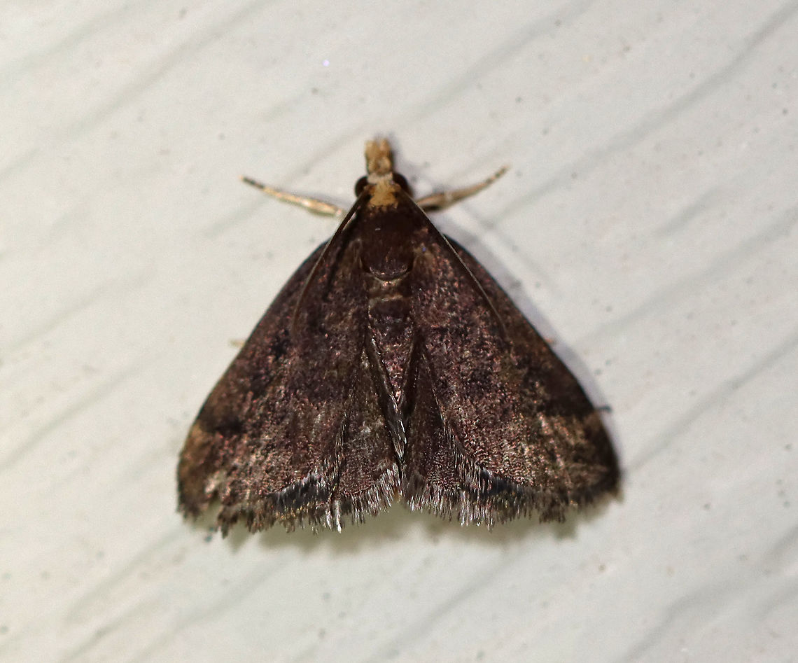 Merrick's Pyralid Moth - Loxostegopsis merrickalis TL: ~ 10 mm. Dark FW with pale yellow subapical patch. Head and labial palps are pale yellow. Host: unknown. Status: Common.<br />
<br />
Habitat: Attracted to LED lights (395 nm) in a semi-rural area<br />
<br />
2020(82) Geotagged,Loxostegopsis,Loxostegopsis merrickalis,Summer,United States,moth