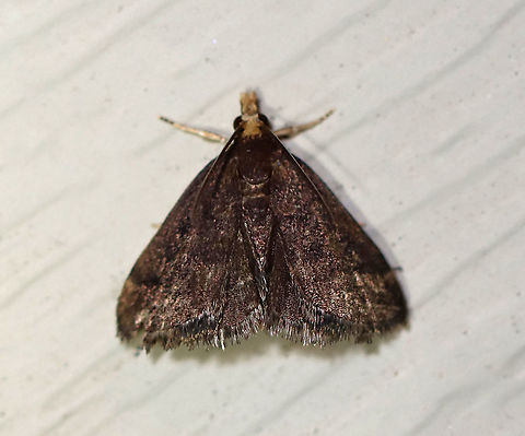 Merrick's Pyralid Moth - Loxostegopsis merrickalis TL: ~ 10 mm. Dark FW with pale yellow subapical patch. Head and labial palps are pale yellow. Host: unknown. Status: Common.

Habitat: Attracted to LED lights (395 nm) in a semi-rural area

2020(82) Geotagged,Loxostegopsis,Loxostegopsis merrickalis,Summer,United States,moth