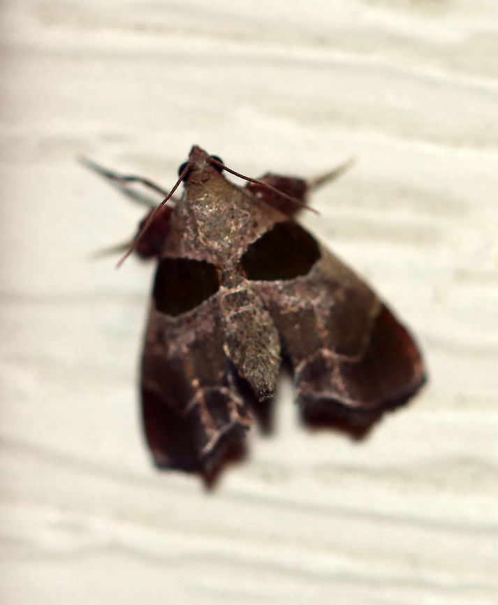 Dimorphic Tosale Moth - Tosale oviplagalis Sharing this photo just to register the species on JD...<br />
<br />
TL: ~8 mm. Sexually dimorphic. Male has pinkish brown FW with wide chestnut brown bands and whitish lines, while the female is similar, but more pale and gray. Hosts: Unknown. Status: Common.<br />
<br />
Habitat: Attracted to LED lights (395 nm) in a semi-rural area<br />
<br />
2020(83) Geotagged,Summer,Tosale,Tosale oviplagalis,United States,moth