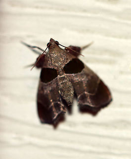 Dimorphic Tosale Moth - Tosale oviplagalis Sharing this photo just to register the species on JD...

TL: ~8 mm. Sexually dimorphic. Male has pinkish brown FW with wide chestnut brown bands and whitish lines, while the female is similar, but more pale and gray. Hosts: Unknown. Status: Common.

Habitat: Attracted to LED lights (395 nm) in a semi-rural area

2020(83) Geotagged,Summer,Tosale,Tosale oviplagalis,United States,moth