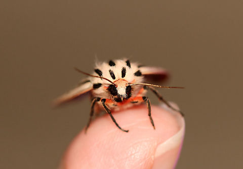 Arge Moth - Apantesis arge WS: ~45ish mm. Abdomen was very pale pink with a dorsal row of black spots; thorax white with three black stripes; FW mostly white with small black wedges

Habitat: Attracted to LED lights (395 nm) in a semi-rural area

2020(84)
https://www.jungledragon.com/image/97580/arge_moth_-_apantesis_arge.html
https://www.jungledragon.com/image/97579/arge_moth_-_apantesis_arge.html Apantesis arge,Arge moth,Geotagged,Grammia arge,Summer,United States,moth