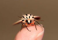 Arge Moth - Apantesis arge WS: ~45ish mm. Abdomen was very pale pink with a dorsal row of black spots; thorax white with three black stripes; FW mostly white with small black wedges<br />
<br />
Habitat: Attracted to LED lights (395 nm) in a semi-rural area<br />
<br />
2020(84)<br />
https://www.jungledragon.com/image/97580/arge_moth_-_apantesis_arge.html<br />
https://www.jungledragon.com/image/97579/arge_moth_-_apantesis_arge.html Apantesis arge,Arge moth,Geotagged,Grammia arge,Summer,United States,moth