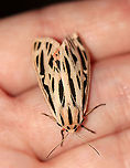Arge Moth - Apantesis arge WS: ~45ish mm. Abdomen was very pale pink with a dorsal row of black spots; thorax white with three black stripes; FW mostly white with small black wedges<br />
<br />
Habitat: Attracted to LED lights (395 nm) in a semi-rural area<br />
<br />
2020(84)<br />
https://www.jungledragon.com/image/97578/arge_moth_-_apantesis_arge.html<br />
https://www.jungledragon.com/image/97580/arge_moth_-_apantesis_arge.html Arge moth,Geotagged,Grammia arge,Summer,United States