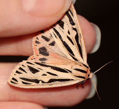 Arge Moth - Apantesis arge WS: ~45ish mm. Abdomen was very pale pink with a dorsal row of black spots; thorax white with three black stripes; FW mostly white with small black wedges

Habitat: Attracted to LED lights (395 nm) in a semi-rural area

2020(84)
https://www.jungledragon.com/image/97578/arge_moth_-_apantesis_arge.html
https://www.jungledragon.com/image/97579/arge_moth_-_apantesis_arge.html Arge moth,Geotagged,Grammia arge,Summer,United States
