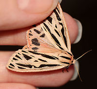 Arge Moth - Apantesis arge WS: ~45ish mm. Abdomen was very pale pink with a dorsal row of black spots; thorax white with three black stripes; FW mostly white with small black wedges<br />
<br />
Habitat: Attracted to LED lights (395 nm) in a semi-rural area<br />
<br />
2020(84)<br />
https://www.jungledragon.com/image/97578/arge_moth_-_apantesis_arge.html<br />
https://www.jungledragon.com/image/97579/arge_moth_-_apantesis_arge.html Arge moth,Geotagged,Grammia arge,Summer,United States