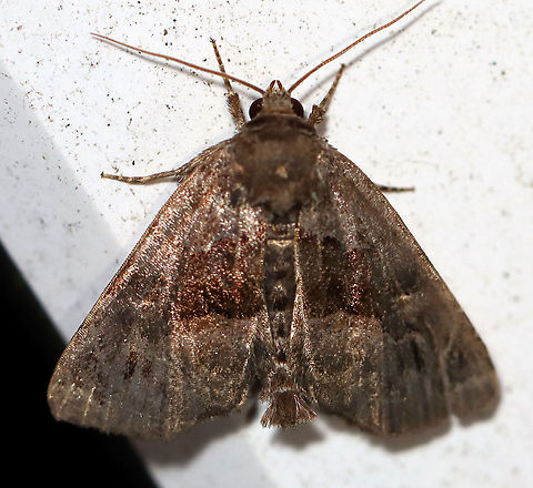 Hypena madefactalis - Gray-edged Hypena TL: ~20 mm. Sexually dimorphic, wavy PM line. Hosts: Black walnut and butternut.

Habitat: Attracted to a 395 nm LED light in a semi-rural area

2020(85) Geotagged,Gray-edged Hypena,Hypena madefactalis,Summer,United States,hypena,moth