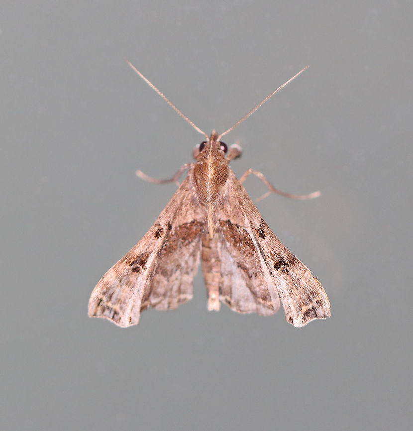 Faint-spotted Palthis Moth (Palthis asopialis) TL: ~15 mm. Brown forewings with black patch near apex. Humpbacked profile.<br />
<br />
Habitat: Attracted to a 395 nm LED light in a semi-rural area<br />
<br />
2020(86) Faint-Spotted Palthis,Geotagged,Palthis,Palthis asopialis,Summer,United States,moth