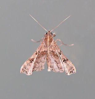 Faint-spotted Palthis Moth (Palthis asopialis) TL: ~15 mm. Brown forewings with black patch near apex. Humpbacked profile.

Habitat: Attracted to a 395 nm LED light in a semi-rural area

2020(86) Faint-Spotted Palthis,Geotagged,Palthis,Palthis asopialis,Summer,United States,moth