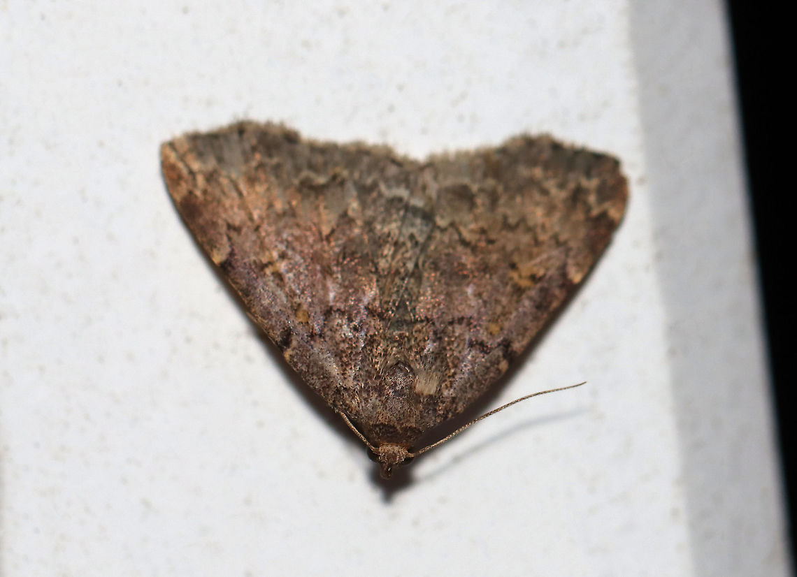 Common Idia - Idia aemula TL: ~12 mm. FW is grayish brown and peppered with darker scales. Lines are heaviest near costa. Orbicular and reniform spots are yellow. Pale yellow ST line. Hosts: Dead leaves and coniferous foliage. Status: common.<br />
<br />
Habitat: Attracted to a 395 nm LED light in a rural area<br />
<br />
2020(d) Common Idia,Geotagged,Idia aemula,Summer,United States,moth