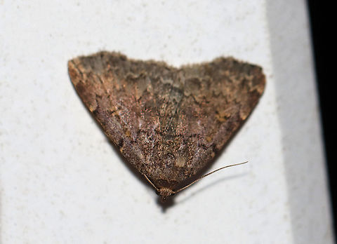 Common Idia - Idia aemula TL: ~12 mm. FW is grayish brown and peppered with darker scales. Lines are heaviest near costa. Orbicular and reniform spots are yellow. Pale yellow ST line. Hosts: Dead leaves and coniferous foliage. Status: common.

Habitat: Attracted to a 395 nm LED light in a rural area

2020(d) Common Idia,Geotagged,Idia aemula,Summer,United States,moth