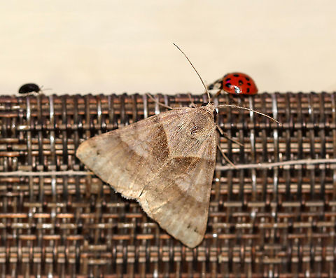 Clover Looper Moth - Caenurgina crassiuscula Moth and friends :)

TL: ~20 mm. Forewings are variably brown with AM and PM lines that converge at the inner margin.

Habitat: Attracted to a 395 nm LED light in a semi-rural area.

2020(87) Caenurgina,Caenurgina crassiuscula,Clover Looper,Geotagged,Summer,United States,moth
