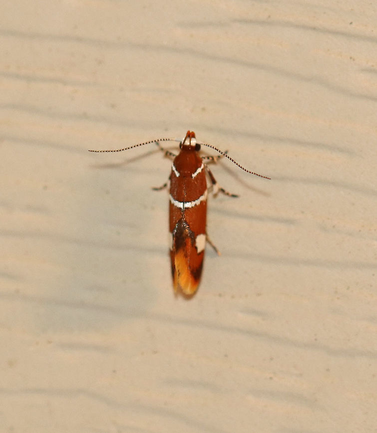Suzuki's Promalactis Moth - Promalactis suzukiella TL: ~3 mm. Reddish brown moth with white stripes outlined in black. Each forewing had a white spot, also outlined in black. Flared wings.<br />
<br />
Habitat: Attracted to a 395 nm LED light in a semi-rural area.<br />
<br />
2020(88) Geotagged,Promalactis,Promalactis suzukiella,Summer,Suzuki's promolactis moth,United States,moth