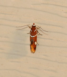 Suzuki's Promalactis Moth - Promalactis suzukiella TL: ~3 mm. Reddish brown moth with white stripes outlined in black. Each forewing had a white spot, also outlined in black. Flared wings.

Habitat: Attracted to a 395 nm LED light in a semi-rural area.

2020(88) Geotagged,Promalactis,Promalactis suzukiella,Summer,Suzuki's promolactis moth,United States,moth