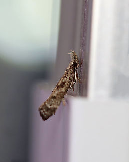 Dichomeris inversella? I'm not confident in my ID of this moth at this point, but it might be Dichomeris inversella.

Habitat: Attracted to a 395 nm LED in a semi-rural area.

2020(89) Dichomeris,Dichomeris inversella,Geotagged,Summer,United States,moth