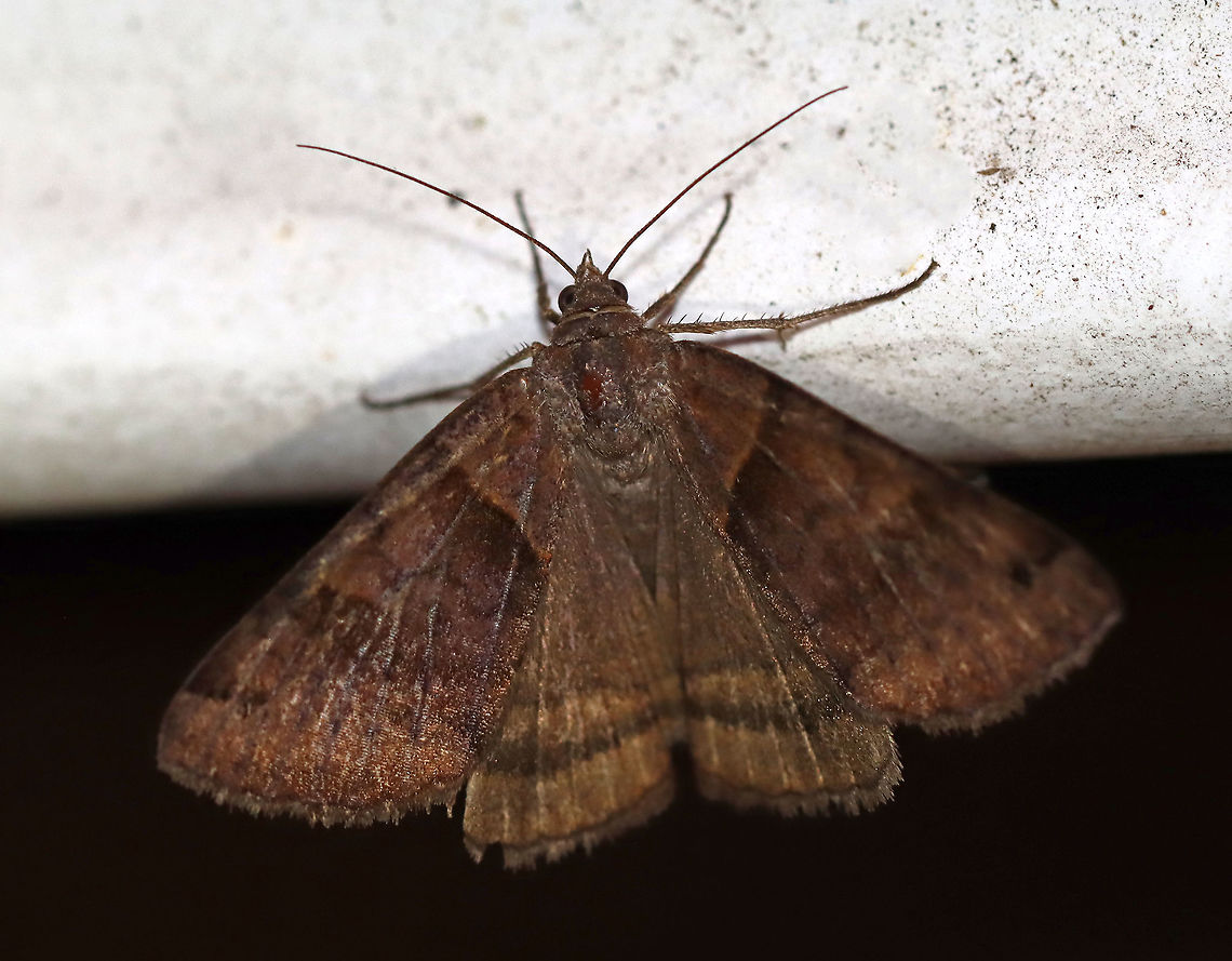 Clover Looper Moth - Caenurgina crassiuscula TL: ~20 mm. Forewings are variably brown with AM and PM lines that converge at the inner margin.<br />
<br />
Habitat: Attracted to a 395 nm LED light in a semi-rural area.<br />
<br />
2020(d)<br />
<br />
Same species as:<br />
<figure class="photo"><a href="https://www.jungledragon.com/image/97584/clover_looper_moth_-_caenurgina_crassiuscula.html" title="Clover Looper Moth - Caenurgina crassiuscula"><img src="https://s3.amazonaws.com/media.jungledragon.com/images/3232/97584_thumb.jpg?AWSAccessKeyId=05GMT0V3GWVNE7GGM1R2&Expires=1759968010&Signature=DBMk%2BRvp8AZ8rB5DScDtnmATpbk%3D" width="200" height="166" alt="Clover Looper Moth - Caenurgina crassiuscula Moth and friends :)<br />
<br />
TL: ~20 mm. Forewings are variably brown with AM and PM lines that converge at the inner margin.<br />
<br />
Habitat: Attracted to a 395 nm LED light in a semi-rural area.<br />
<br />
2020(87) Caenurgina,Caenurgina crassiuscula,Clover Looper,Geotagged,Summer,United States,moth" /></a></figure> Caenurgina crassiuscula,Clover Looper,Geotagged,Summer,United States