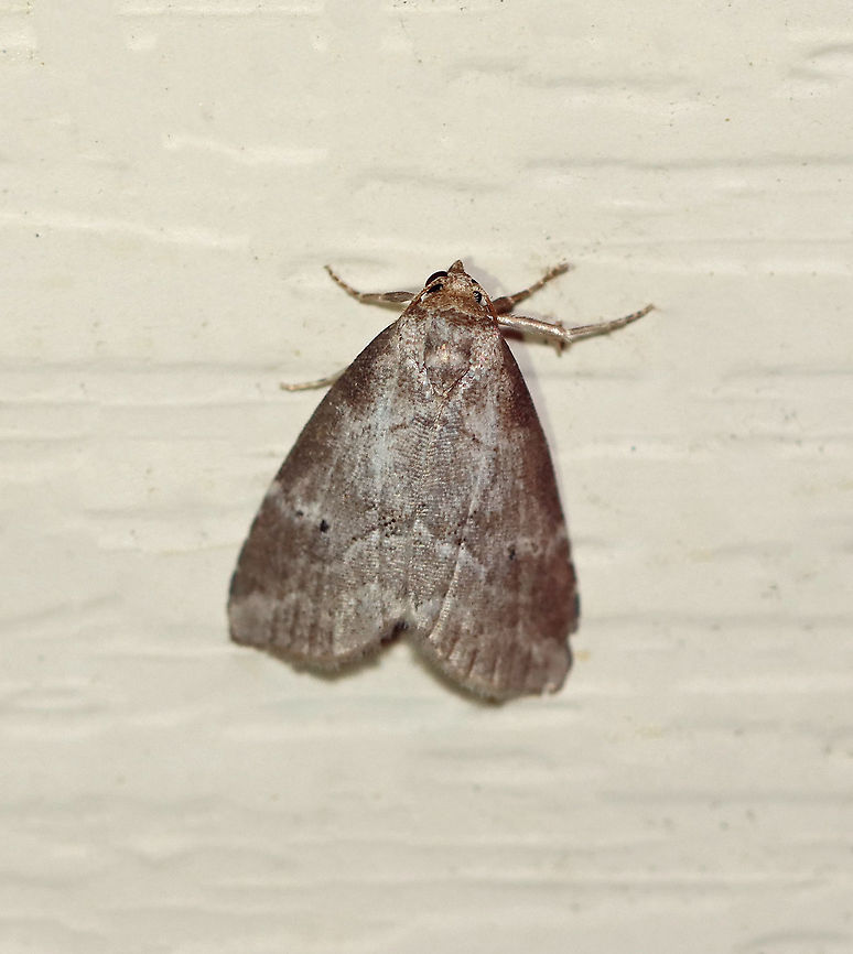 Dotted Graylet - Hyperstrotia pervertens TL: ~8 mm. Gray FW with faint AM and PM lines.Pale gray reniform spot with 2 small black dots. Hosts: Bur oak and Elm. Status: Common<br />
<br />
Habitat: Attracted to a 395 nm LED in a semi-rural area.<br />
<br />
2020(90) Dotted Graylet,Geotagged,Hyperstrotia,Hyperstrotia pervertens,Summer,United States,moth