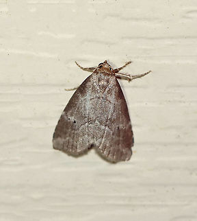 Dotted Graylet - Hyperstrotia pervertens TL: ~8 mm. Gray FW with faint AM and PM lines.Pale gray reniform spot with 2 small black dots. Hosts: Bur oak and Elm. Status: Common

Habitat: Attracted to a 395 nm LED in a semi-rural area.

2020(90) Dotted Graylet,Geotagged,Hyperstrotia,Hyperstrotia pervertens,Summer,United States,moth