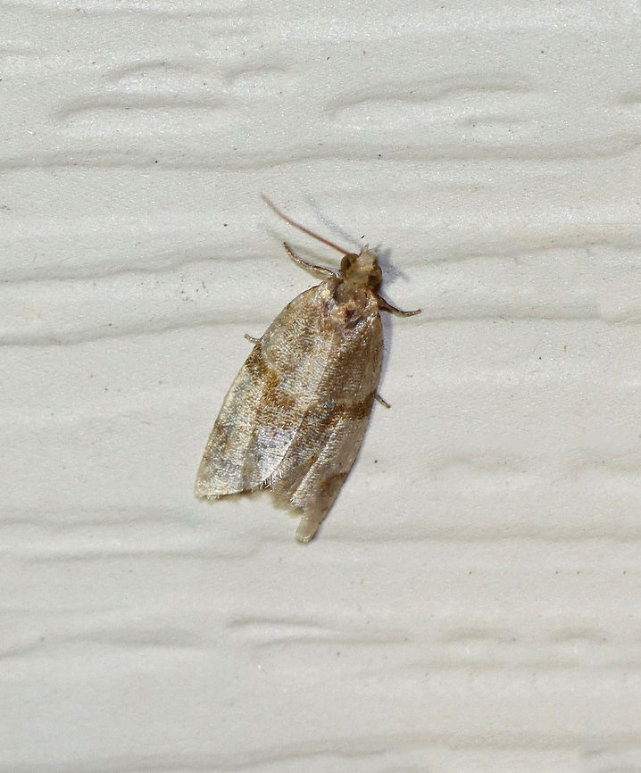 Garden Tortrix - Clepsis peritana A faded Clepsis peritana? TL: ~8 mm. Host: Strawberries. Status: Common.<br />
<br />
Habitat: Attracted to a 395 nm LED light in a semi-rural area<br />
<br />
2020(d) Clepsis,Clepsis peritana,Garden Tortrix,Geotagged,Summer,United States,moth
