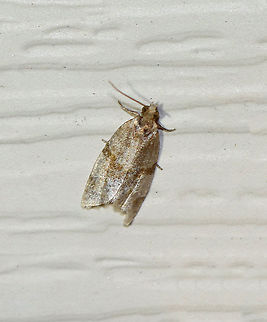 Garden Tortrix - Clepsis peritana A faded Clepsis peritana? TL: ~8 mm. Host: Strawberries. Status: Common.

Habitat: Attracted to a 395 nm LED light in a semi-rural area

2020(d) Clepsis,Clepsis peritana,Garden Tortrix,Geotagged,Summer,United States,moth