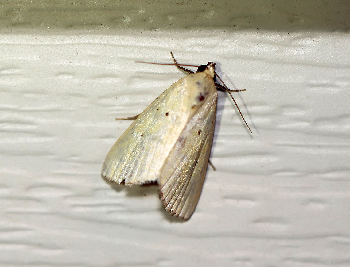 Black-bordered Lemon Moth - Marimatha nigrofimbria Total length: 10 mm. It usually has lemon-yellow forewings, but this moth&#039;s wings were more tan than yellow. Forewings have tiny, black claviform and reniform dots. The terminal line is blackish with purplish gray fringe.<br />
<br />
Habitat: Attracted to a 395 nm LED light in a rural area.<br />
<br />
2020(91) Black-bordered Lemon Moth,Geotagged,Marimatha,Marimatha nigrofimbria,Summer,United States,moth