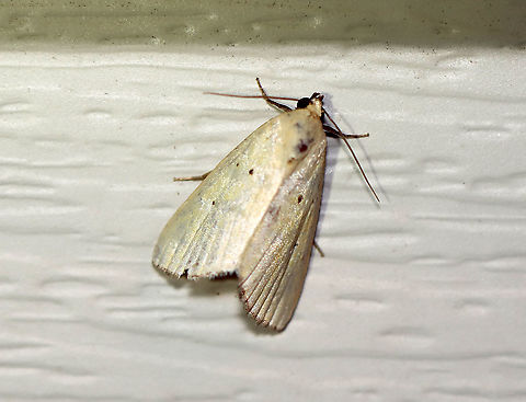 Black-bordered Lemon Moth - Marimatha nigrofimbria Total length: 10 mm. It usually has lemon-yellow forewings, but this moth's wings were more tan than yellow. Forewings have tiny, black claviform and reniform dots. The terminal line is blackish with purplish gray fringe.

Habitat: Attracted to a 395 nm LED light in a rural area.

2020(91) Black-bordered Lemon Moth,Geotagged,Marimatha,Marimatha nigrofimbria,Summer,United States,moth