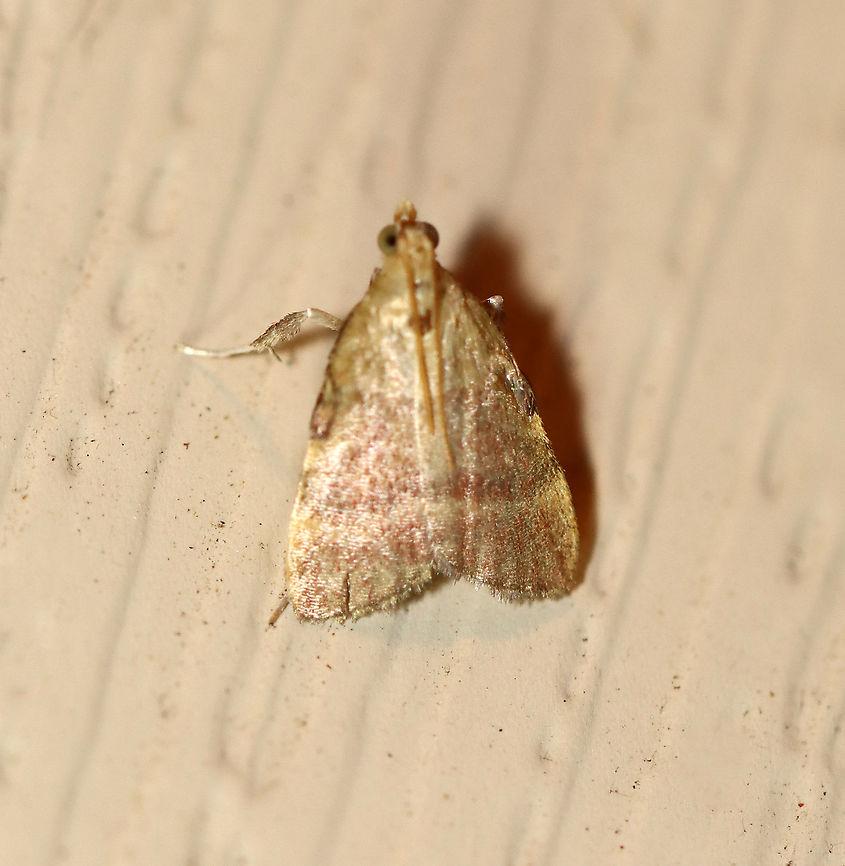 Drab Condylolomia Moth-  Condylolomia participalis TL: ~8 mm or less. Pinkish FW with pale yellow basal area and costal streak. Host: Possibly Sweet Gale. Status: Common.<br />
<br />
Habitat: Attracted to a 395 nm LED light in a rural area.<br />
<br />
2020(92) Condylolomia,Condylolomia participalis,Drab Condylolomia Moth,Geotagged,Summer,United States,moth