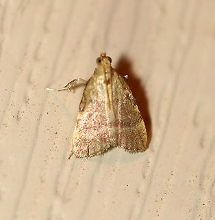 Drab Condylolomia Moth-  Condylolomia participalis TL: ~8 mm or less. Pinkish FW with pale yellow basal area and costal streak. Host: Possibly Sweet Gale. Status: Common.

Habitat: Attracted to a 395 nm LED light in a rural area.

2020(92) Condylolomia,Condylolomia participalis,Drab Condylolomia Moth,Geotagged,Summer,United States,moth