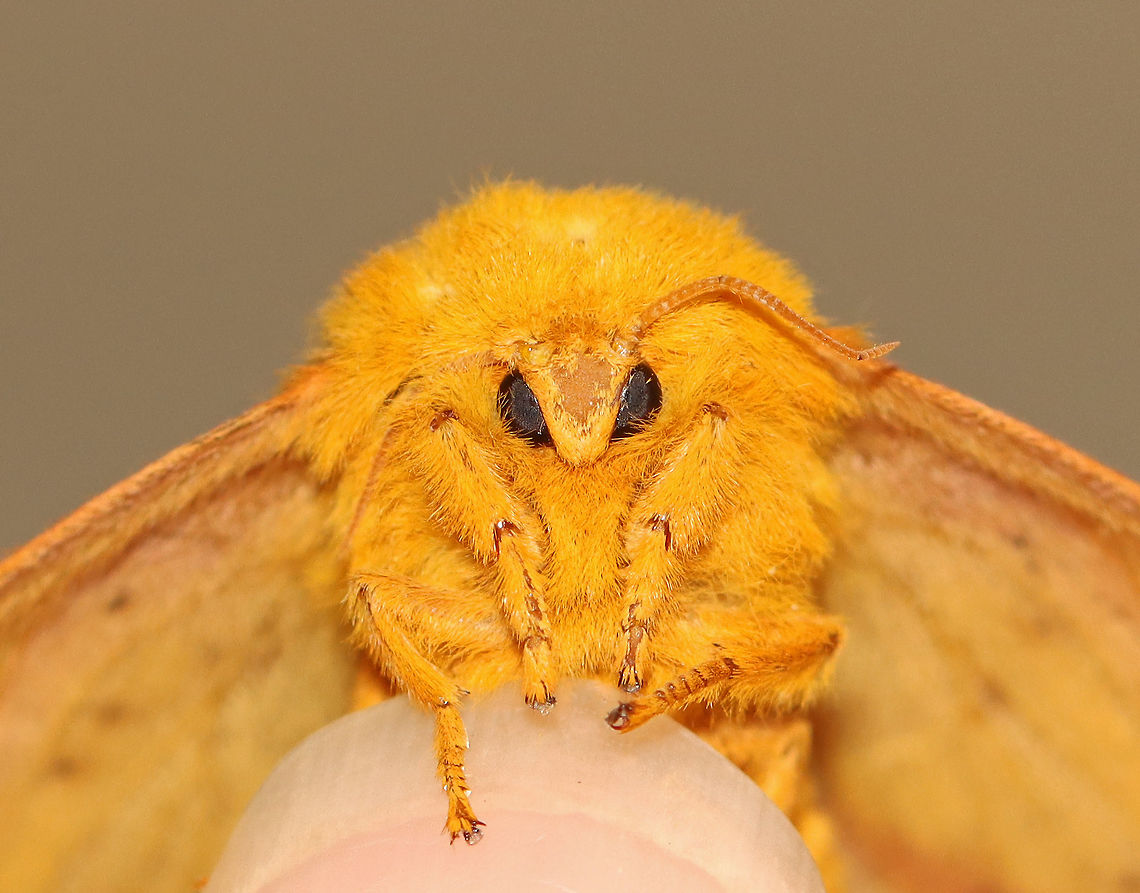 Anisota senatoria I&#039;m having a hard time determining the species of this moth. The size and overall color suggests Anisota stigma, but apparently that species doesn&#039;t occur in CT. So, this may be Anisota senatoria instead.<br />
<br />
Habitat: Attracted to a 395 nm LED light in a rural area.<br />
<br />
2020(93)<br />
<br />
<figure class="photo"><a href="https://www.jungledragon.com/image/97630/anisota_senatoria.html" title="Anisota senatoria"><img src="https://s3.amazonaws.com/media.jungledragon.com/images/3232/97630_thumb.jpg?AWSAccessKeyId=05GMT0V3GWVNE7GGM1R2&Expires=1759968010&Signature=B1yNWTw05ib9rMy0oNz0gSKBOo0%3D" width="200" height="138" alt="Anisota senatoria I&#039;m having a hard time determining the species of this moth. The size and overall color suggests Anisota stigma, but apparently that species doesn&#039;t occur in CT. So, this may be Anisota senatoria instead.<br />
<br />
Habitat: Attracted to a 395 nm LED light in a rural area.<br />
<br />
2020(93)<br />
https://www.jungledragon.com/image/97629/anisota_sp.html Anisota senatoria,Geotagged,Orangestriped oakworm,Summer,United States" /></a></figure> Anisota,Anisota senatoria,Geotagged,Orangestriped oakworm,Summer,United States,moth