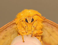 Anisota senatoria I'm having a hard time determining the species of this moth. The size and overall color suggests Anisota stigma, but apparently that species doesn't occur in CT. So, this may be Anisota senatoria instead.<br />
<br />
Habitat: Attracted to a 395 nm LED light in a rural area.<br />
<br />
2020(93)<br />
<br />
https://www.jungledragon.com/image/97630/anisota_sp.html Anisota,Anisota senatoria,Geotagged,Orangestriped oakworm,Summer,United States,moth