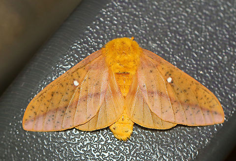 Anisota senatoria I'm having a hard time determining the species of this moth. The size and overall color suggests Anisota stigma, but apparently that species doesn't occur in CT. So, this may be Anisota senatoria instead.

Habitat: Attracted to a 395 nm LED light in a rural area.

2020(93)
https://www.jungledragon.com/image/97629/anisota_sp.html Anisota senatoria,Geotagged,Orangestriped oakworm,Summer,United States