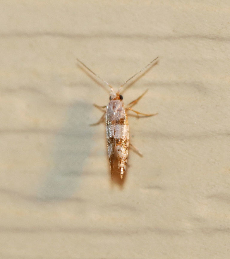 Bronze Alder Moth - Argyresthia goedartella TL: ~7 mm. White FW marked with 3 bronze bands. Median band is y-shaped. Hosts: Alder and birch. Status: common.<br />
<br />
Habitat: Attracted to a 395 nm LED light in a rural area.<br />
<br />
2020(94) Argyresthia,Argyresthia goedartella,Bronze Alder Moth,Geotagged,Summer,United States,moth