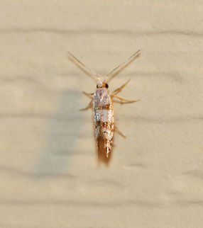 Bronze Alder Moth - Argyresthia goedartella TL: ~7 mm. White FW marked with 3 bronze bands. Median band is y-shaped. Hosts: Alder and birch. Status: common.

Habitat: Attracted to a 395 nm LED light in a rural area.

2020(94) Argyresthia,Argyresthia goedartella,Bronze Alder Moth,Geotagged,Summer,United States,moth