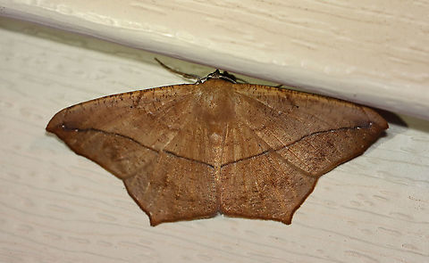 Large Maple Spanworm - Prochoerodes lineola WS: ~ 45 mm. Very variable. Tiny, black discal spots mark all wings. Hosts: Deciduous trees and low plants

Habitat: Attracted to a 395 nm LED light in a semi-rural area

2020(95) Geotagged,Large maple spanworm,Prochoerodes,Prochoerodes lineola,Summer,United States,moth