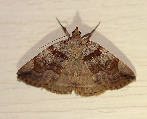 Variable Fan-Foot - Zanclognatha laevigata TL: ~20 mm. FW color and pattern is very variable. Wavy ST line curves toward apex. Hosts: Probably dead leaves. Status: Common

Habitat: Attracted to a 395 nm LED light in a semi-rural area

2020(96)

 Geotagged,Summer,United States,Variable Fan-Foot,Zanclognatha,Zanclognatha laevigata,moth