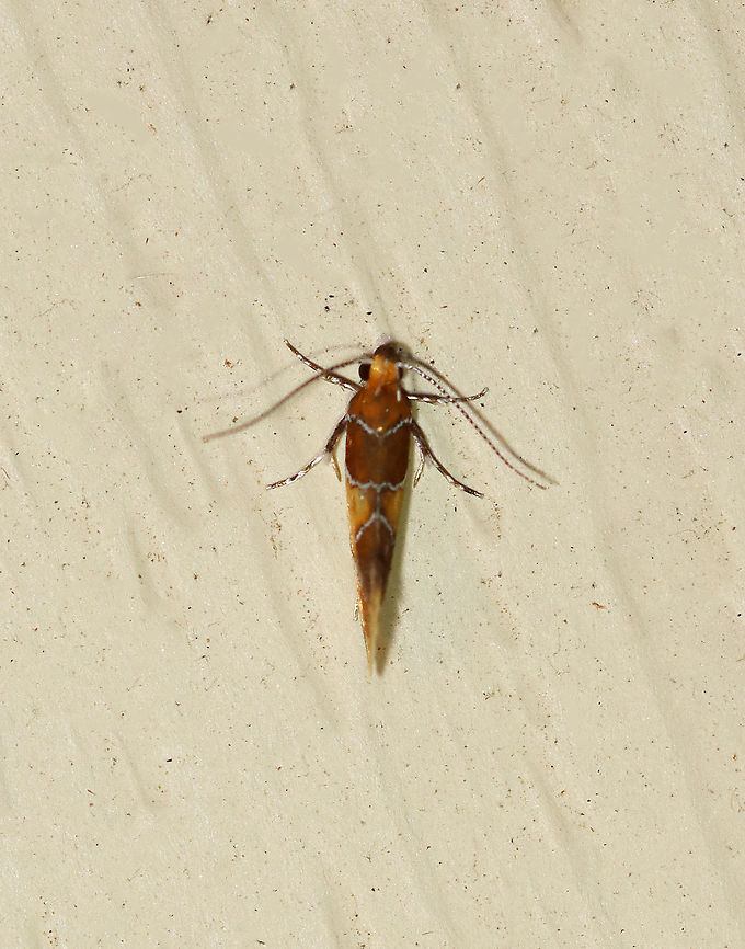 Orange-headed Epicallima Moth - Epicallima argenticinctella Total length: ~5 mm. Yellow/orange forewing has a brown basal area and shading in the subterminal area . Silver lines are slightly bent.<br />
<br />
Habitat: Attracted to a 395 nm LED light in a semi-rural area<br />
<br />
2020(97) Epicallima,Epicallima argenticinctella,Geotagged,Orange-headed Epicallima Moth,Summer,United States,moth