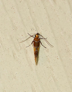 Orange-headed Epicallima Moth - Epicallima argenticinctella Total length: ~5 mm. Yellow/orange forewing has a brown basal area and shading in the subterminal area . Silver lines are slightly bent.

Habitat: Attracted to a 395 nm LED light in a semi-rural area

2020(97) Epicallima,Epicallima argenticinctella,Geotagged,Orange-headed Epicallima Moth,Summer,United States,moth