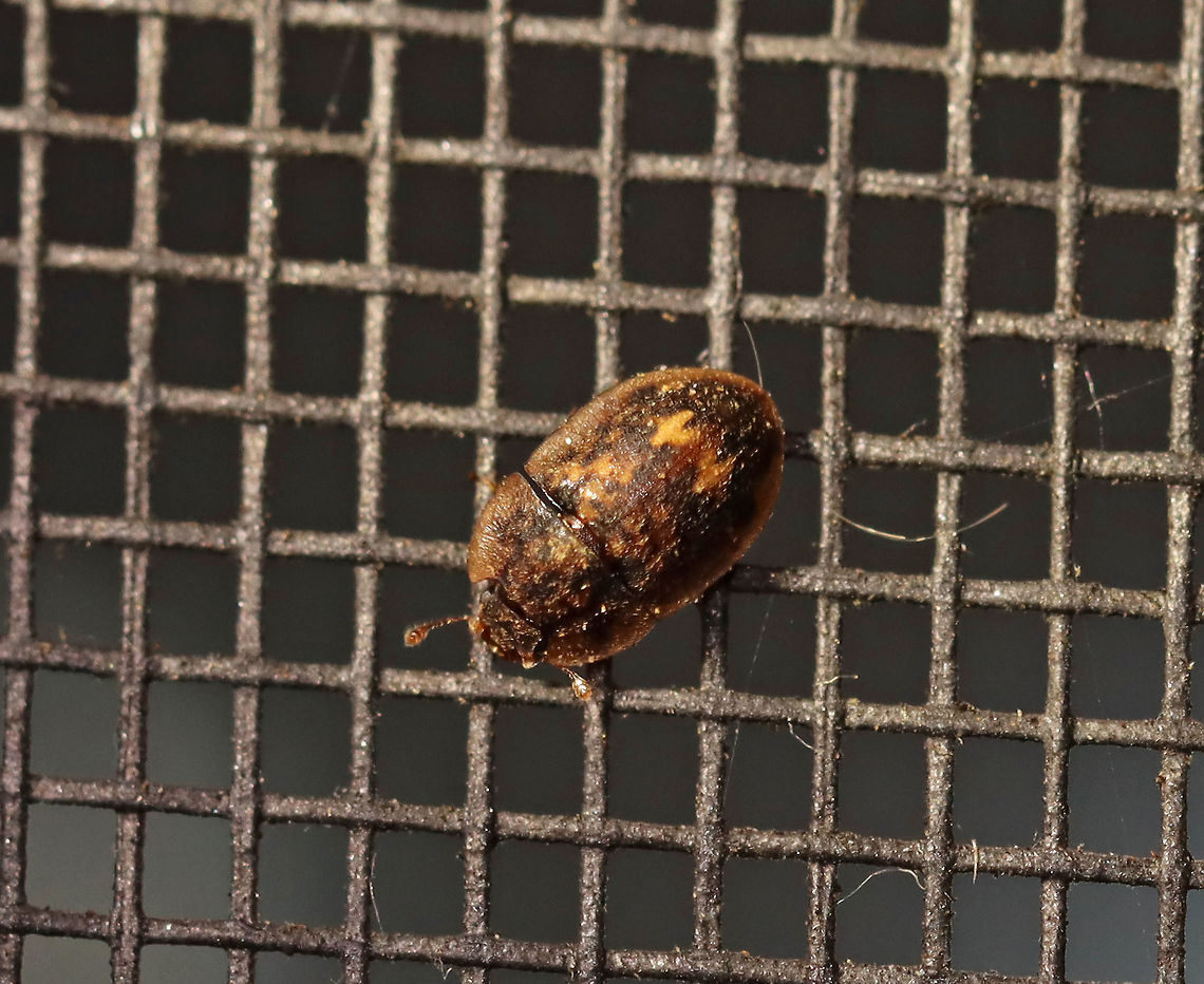 Lobiopa undulata TL: ~5 mm. It had an orange batman symbol on its elytra, so I assume it was out fighting crime. <br />
<br />
Habitat: Attracted to a light in a semi-rural area. Geotagged,Lobiopa,Lobiopa undulata,Nitidulidae,Summer,United States,beetle