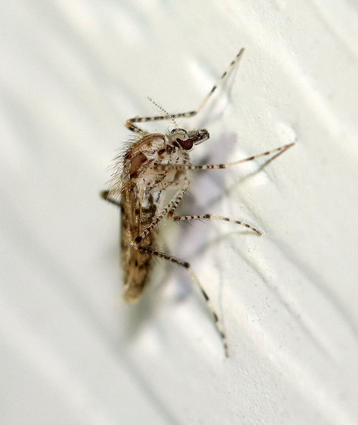 Phantom Midge -  Chaoborus punctipennis TL: ~4 mm. This species is fairly common in the Northeast and there have been tons of them at my light recently.<br />
<br />
Habitat: Attracted to a light in a semi-rural area Chaoboridae,Chaoborus,Chaoborus punctipennis,Geotagged,Summer,United States,midge,phantom midge