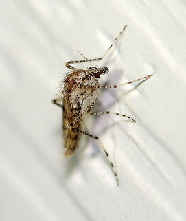 Phantom Midge -  Chaoborus punctipennis TL: ~4 mm. This species is fairly common in the Northeast and there have been tons of them at my light recently.

Habitat: Attracted to a light in a semi-rural area Chaoboridae,Chaoborus,Chaoborus punctipennis,Geotagged,Summer,United States,midge,phantom midge