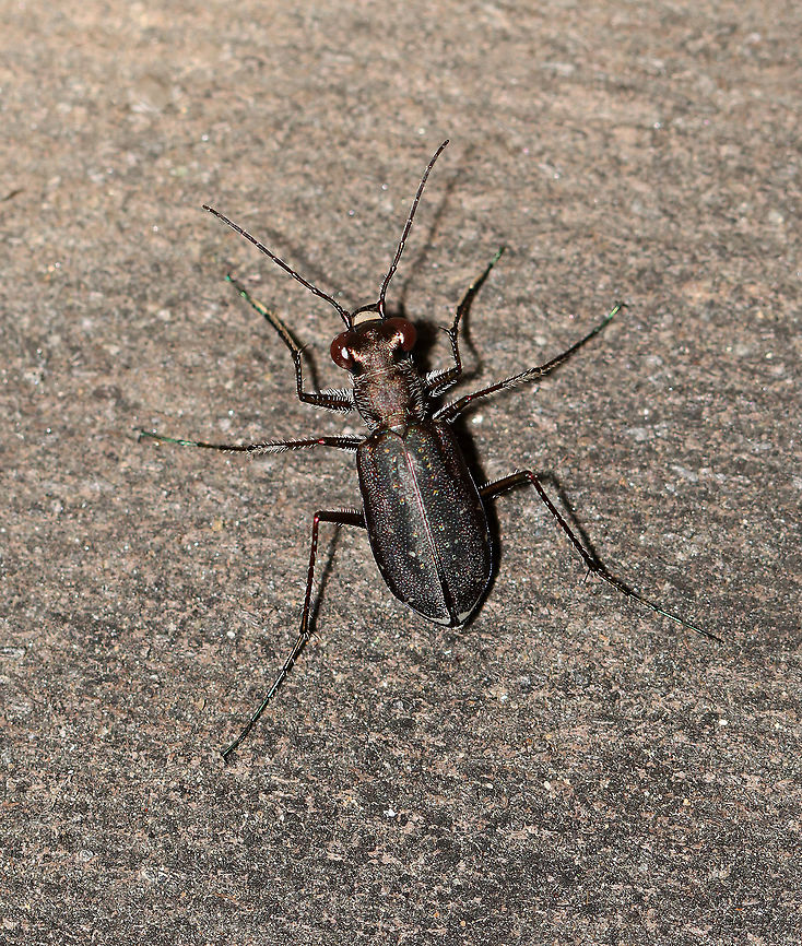 Punctured Tiger Beetle - Cicindela punctulata This was the highlight of mothing last night for me. There were few moths, but this tiger beetle came to hunt.<br />
<br />
Habitat: Attracted to a light (and bugs) in a semi-rural area.  Cicindela,Cicindela punctulata,Geotagged,Punctured Tiger Beetle,Summer,United States,beetle,tiger beetle