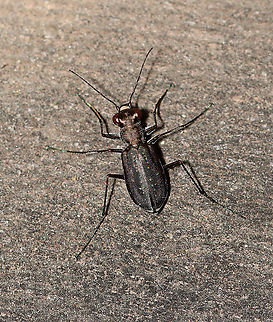 Punctured Tiger Beetle - Cicindela punctulata This was the highlight of mothing last night for me. There were few moths, but this tiger beetle came to hunt.

Habitat: Attracted to a light (and bugs) in a semi-rural area.  Cicindela,Cicindela punctulata,Geotagged,Punctured Tiger Beetle,Summer,United States,beetle,tiger beetle