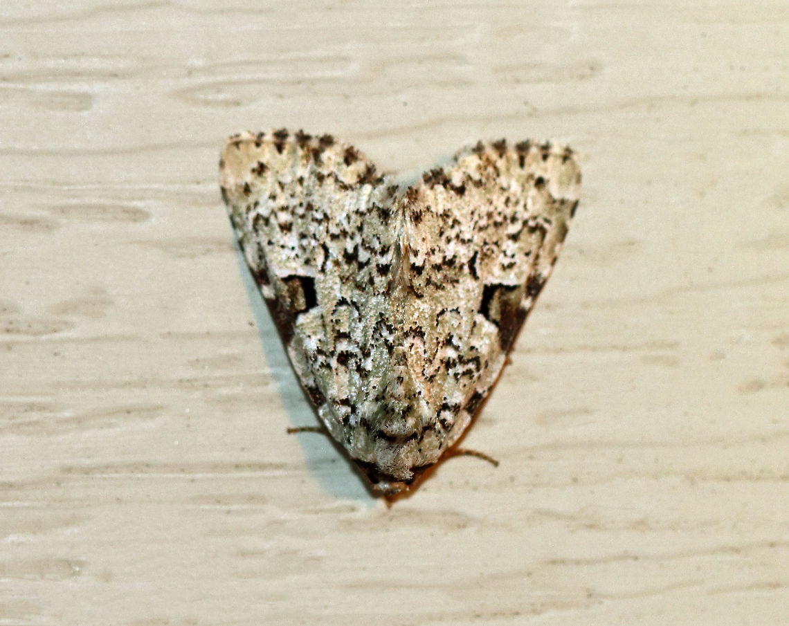 Green Leuconycta - Leuconycta diphteroides This is the first time that I&#039;ve seen an individual of this species without the typical green coloring.<br />
<br />
Habitat: Attracted to a 395 nm LED light in a semi-rural area<br />
<br />
2020(d) Geotagged,Green Leuconycta Moth,Leuconycta diphteroides,Summer,United States,moth