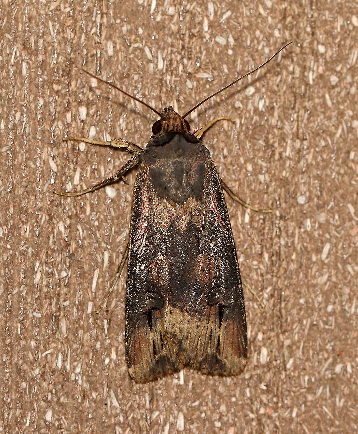 Ipsilon Dart - Agrotis ipsilon TL: ~20 mm. Brownish FW with gray shading. Hosts: Low plants and crops.<br />
<br />
Habitat: Attracted to a 395 nm LED light in a semi-rural area<br />
<br />
2020(98) Agrotis,Agrotis ipsilon,Dark sword-grass,Geotagged,Summer,United States,dart,moth