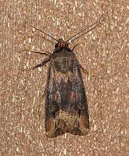 Ipsilon Dart - Agrotis ipsilon TL: ~20 mm. Brownish FW with gray shading. Hosts: Low plants and crops.

Habitat: Attracted to a 395 nm LED light in a semi-rural area

2020(98) Agrotis,Agrotis ipsilon,Dark sword-grass,Geotagged,Summer,United States,dart,moth