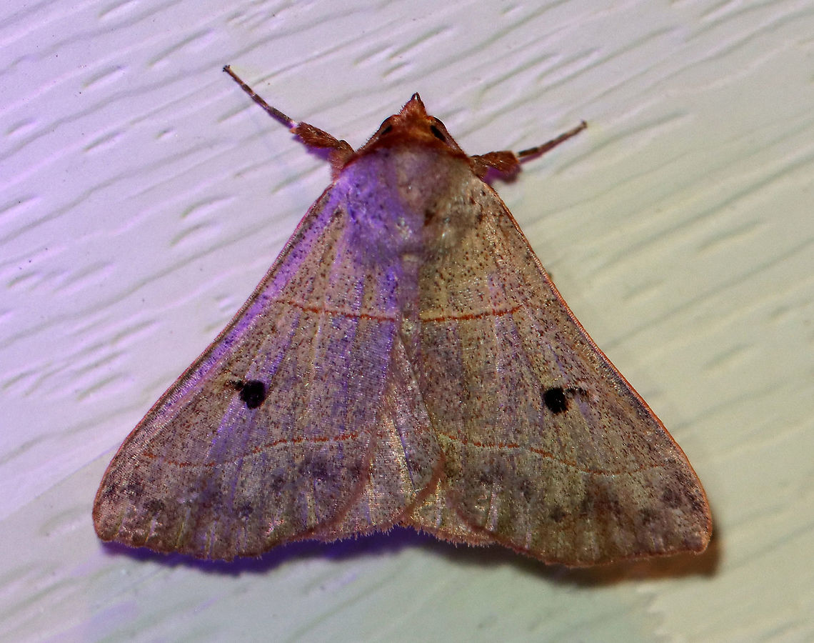 Red-lined Panopoda - Panopoda rufimargo TL: ~25 mm. Light brown FW with reddish-edged AM and PM lines. Reniform spot was black. Dotted ST line. Hosts: Beech and oak. Status: Common<br />
<br />
Habitat: Attracted to a 395 nm LED light in a semi-rural area<br />
<br />
2020(99) Geotagged,Panopoda,Panopoda rufimargo,Red-lined panopoda,Summer,United States,moth