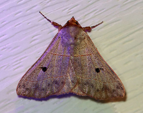 Red-lined Panopoda - Panopoda rufimargo TL: ~25 mm. Light brown FW with reddish-edged AM and PM lines. Reniform spot was black. Dotted ST line. Hosts: Beech and oak. Status: Common

Habitat: Attracted to a 395 nm LED light in a semi-rural area

2020(99) Geotagged,Panopoda,Panopoda rufimargo,Red-lined panopoda,Summer,United States,moth