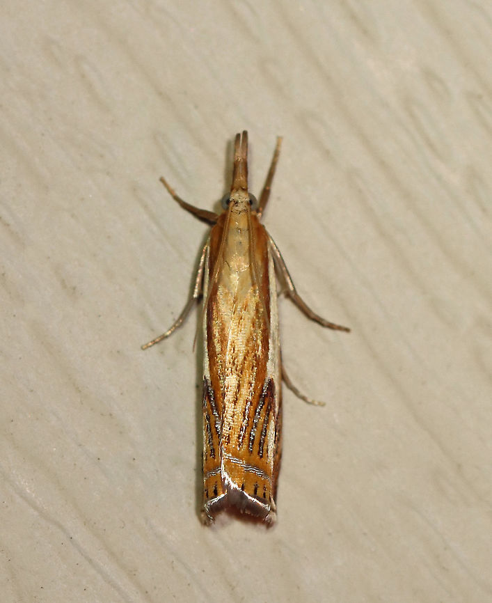 Double-banded Grass Veneer - Crambus agitatellus This is the 100th moth species that I have documented in my yard during 2020!<br />
<br />
Approximately 10-13 mm long. Golden brown forewing with a large white patch covering the outer basal half of the wing. White streak is interrupted by an angled, silver subterminal line.<br />
<br />
Habitat: Attracted to a 395 nm LED light in a semi-rural area<br />
<br />
2020(100) Crambus,Crambus agitatellus,Double-banded grass-veneer moth,Geotagged,Summer,United States,moth