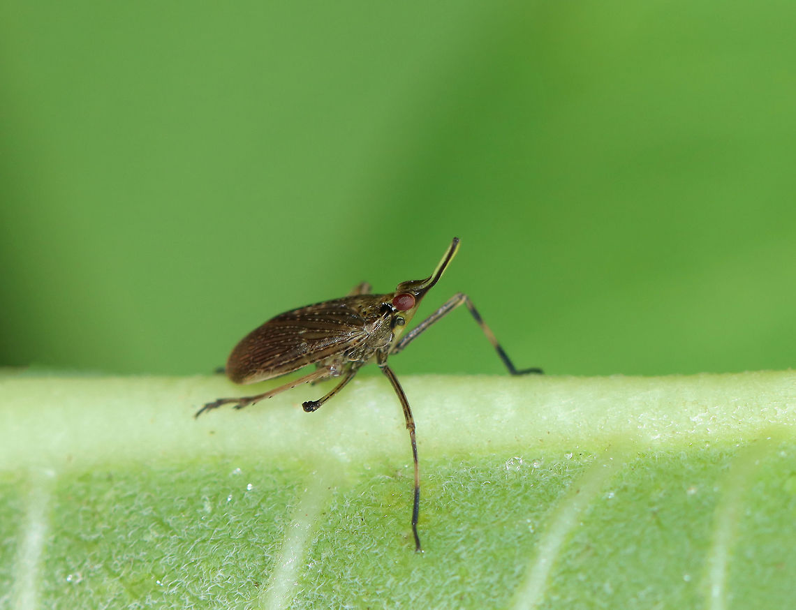 Partridge Bug - Scolops sulcipes TL: ~ 5 mm. Host: Convolvulus sp.<br />
<br />
Habitat: Rural garden<br />
<figure class="photo"><a href="https://www.jungledragon.com/image/97755/partridge_bug_-_scolops_sulcipes.html" title="Partridge Bug - Scolops sulcipes"><img src="https://s3.amazonaws.com/media.jungledragon.com/images/3232/97755_thumb.jpg?AWSAccessKeyId=05GMT0V3GWVNE7GGM1R2&Expires=1767225610&Signature=qobE222cVy%2Fd8U6K%2B1QfSCFBp8Y%3D" width="200" height="160" alt="Partridge Bug - Scolops sulcipes TL: ~ 5 mm. Host: Convolvulus sp.<br />
<br />
Habitat: Rural garden<br />
https://www.jungledragon.com/image/97752/partridge_bug_-_scolops_sulcipes.html<br />
https://www.jungledragon.com/image/97754/partridge_bug_-_scolops_sulcipes.html<br />
 Geotagged,Partridge Bug,Scolops sulcipes,Summer,United States" /></a></figure><br />
<figure class="photo"><a href="https://www.jungledragon.com/image/97754/partridge_bug_-_scolops_sulcipes.html" title="Partridge Bug - Scolops sulcipes"><img src="https://s3.amazonaws.com/media.jungledragon.com/images/3232/97754_thumb.jpg?AWSAccessKeyId=05GMT0V3GWVNE7GGM1R2&Expires=1767225610&Signature=89zgkx8WP4m4urIimPKbgye223s%3D" width="128" height="152" alt="Partridge Bug - Scolops sulcipes TL: ~ 5 mm. Host: Convolvulus sp.<br />
<br />
Habitat: Rural garden<br />
https://www.jungledragon.com/image/97752/partridge_bug_-_scolops_sulcipes.html<br />
https://www.jungledragon.com/image/97755/partridge_bug_-_scolops_sulcipes.html Geotagged,Partridge Bug,Scolops sulcipes,Summer,United States" /></a></figure> Geotagged,Partridge Bug,Scolops,Scolops sulcipes,Summer,United States,bug,planthopper