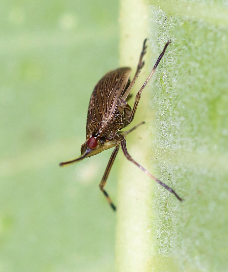 Partridge Bug - Scolops sulcipes TL: ~ 5 mm. Host: Convolvulus sp.<br />
<br />
Habitat: Rural garden<br />
<figure class="photo"><a href="https://www.jungledragon.com/image/97752/partridge_bug_-_scolops_sulcipes.html" title="Partridge Bug - Scolops sulcipes"><img src="https://s3.amazonaws.com/media.jungledragon.com/images/3232/97752_thumb.jpg?AWSAccessKeyId=05GMT0V3GWVNE7GGM1R2&Expires=1759968010&Signature=OtGDQ1kR3NLYIHgMai1oXtyrI7s%3D" width="200" height="154" alt="Partridge Bug - Scolops sulcipes TL: ~ 5 mm. Host: Convolvulus sp.<br />
<br />
Habitat: Rural garden<br />
https://www.jungledragon.com/image/97755/partridge_bug_-_scolops_sulcipes.html<br />
https://www.jungledragon.com/image/97754/partridge_bug_-_scolops_sulcipes.html Geotagged,Partridge Bug,Scolops,Scolops sulcipes,Summer,United States,bug,planthopper" /></a></figure><br />
<figure class="photo"><a href="https://www.jungledragon.com/image/97755/partridge_bug_-_scolops_sulcipes.html" title="Partridge Bug - Scolops sulcipes"><img src="https://s3.amazonaws.com/media.jungledragon.com/images/3232/97755_thumb.jpg?AWSAccessKeyId=05GMT0V3GWVNE7GGM1R2&Expires=1759968010&Signature=HMvq7WvaFfshdAaDC%2FaTcMj2MpQ%3D" width="200" height="160" alt="Partridge Bug - Scolops sulcipes TL: ~ 5 mm. Host: Convolvulus sp.<br />
<br />
Habitat: Rural garden<br />
https://www.jungledragon.com/image/97752/partridge_bug_-_scolops_sulcipes.html<br />
https://www.jungledragon.com/image/97754/partridge_bug_-_scolops_sulcipes.html<br />
 Geotagged,Partridge Bug,Scolops sulcipes,Summer,United States" /></a></figure> Geotagged,Partridge Bug,Scolops sulcipes,Summer,United States