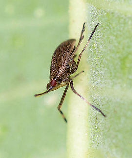 Partridge Bug - Scolops sulcipes TL: ~ 5 mm. Host: Convolvulus sp.

Habitat: Rural garden
https://www.jungledragon.com/image/97752/partridge_bug_-_scolops_sulcipes.html
https://www.jungledragon.com/image/97755/partridge_bug_-_scolops_sulcipes.html Geotagged,Partridge Bug,Scolops sulcipes,Summer,United States